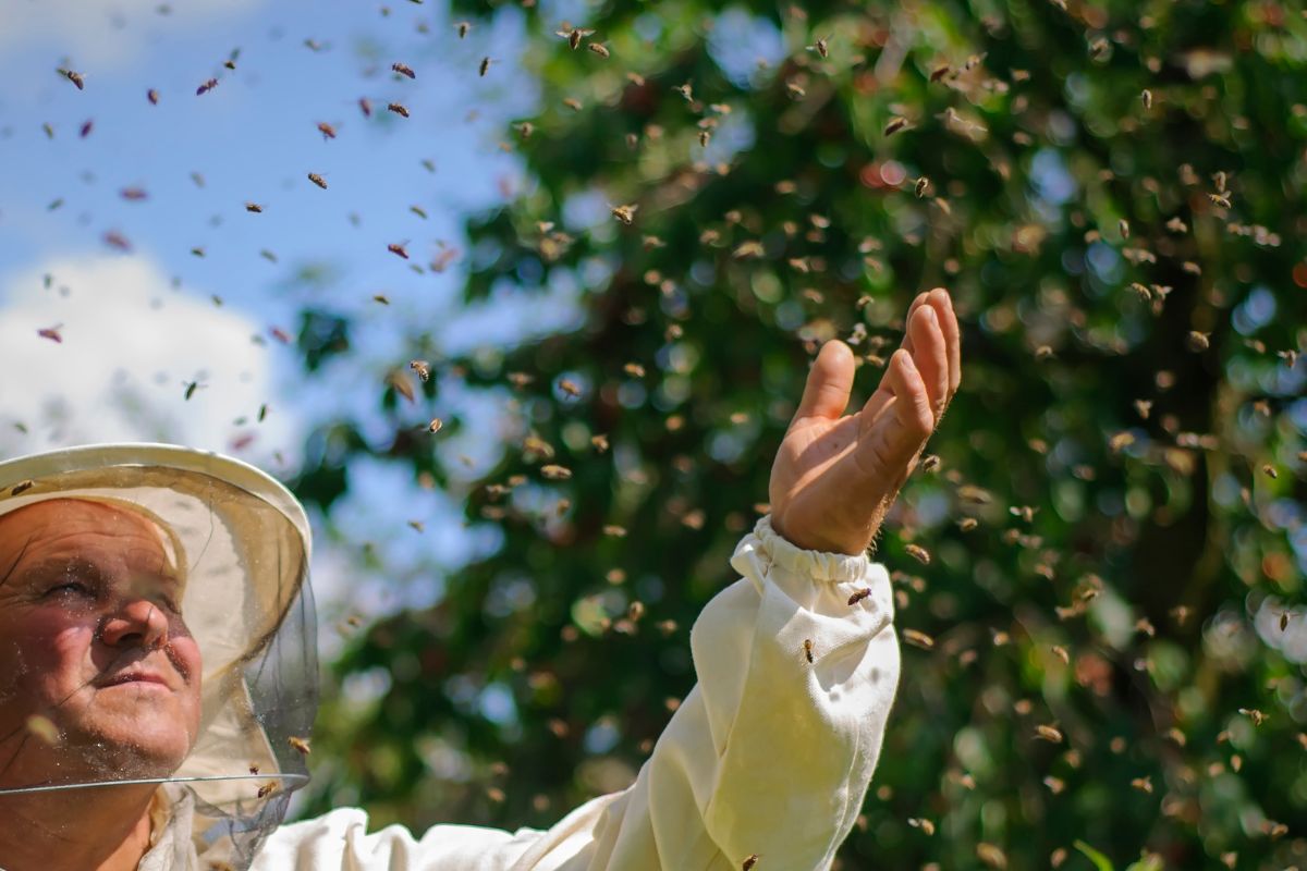 A Beginners Guide To Before You Start Beekeeping What You Need To