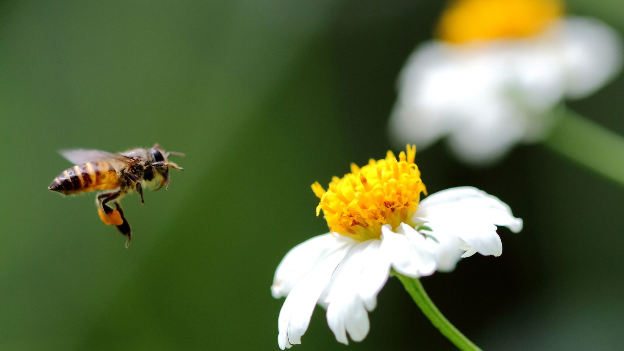 How to Help Bees Without Becoming a Beekeeper: 10 Simple Ideas - The ...