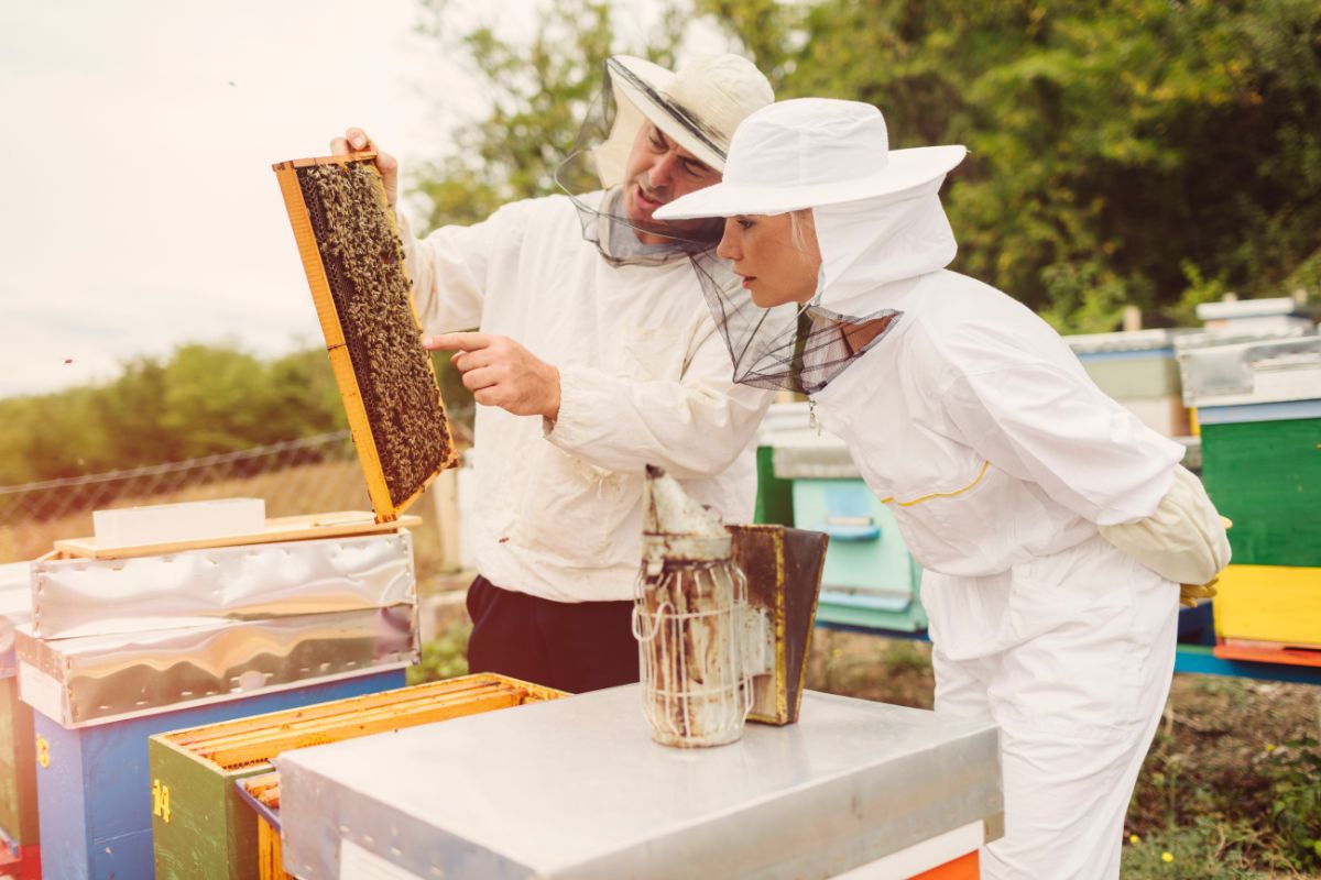 A Beginner’s Guide to Before You Start Beekeeping What You Need to